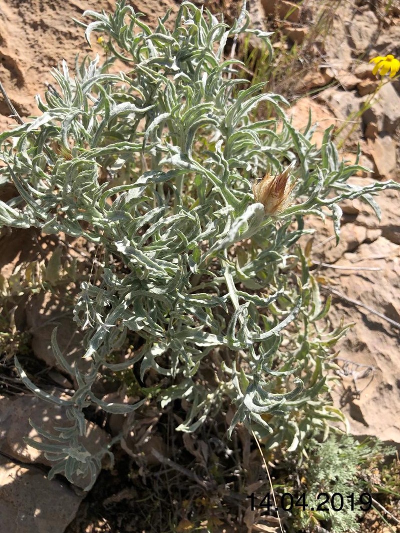 Изображение особи семейство Asteraceae.