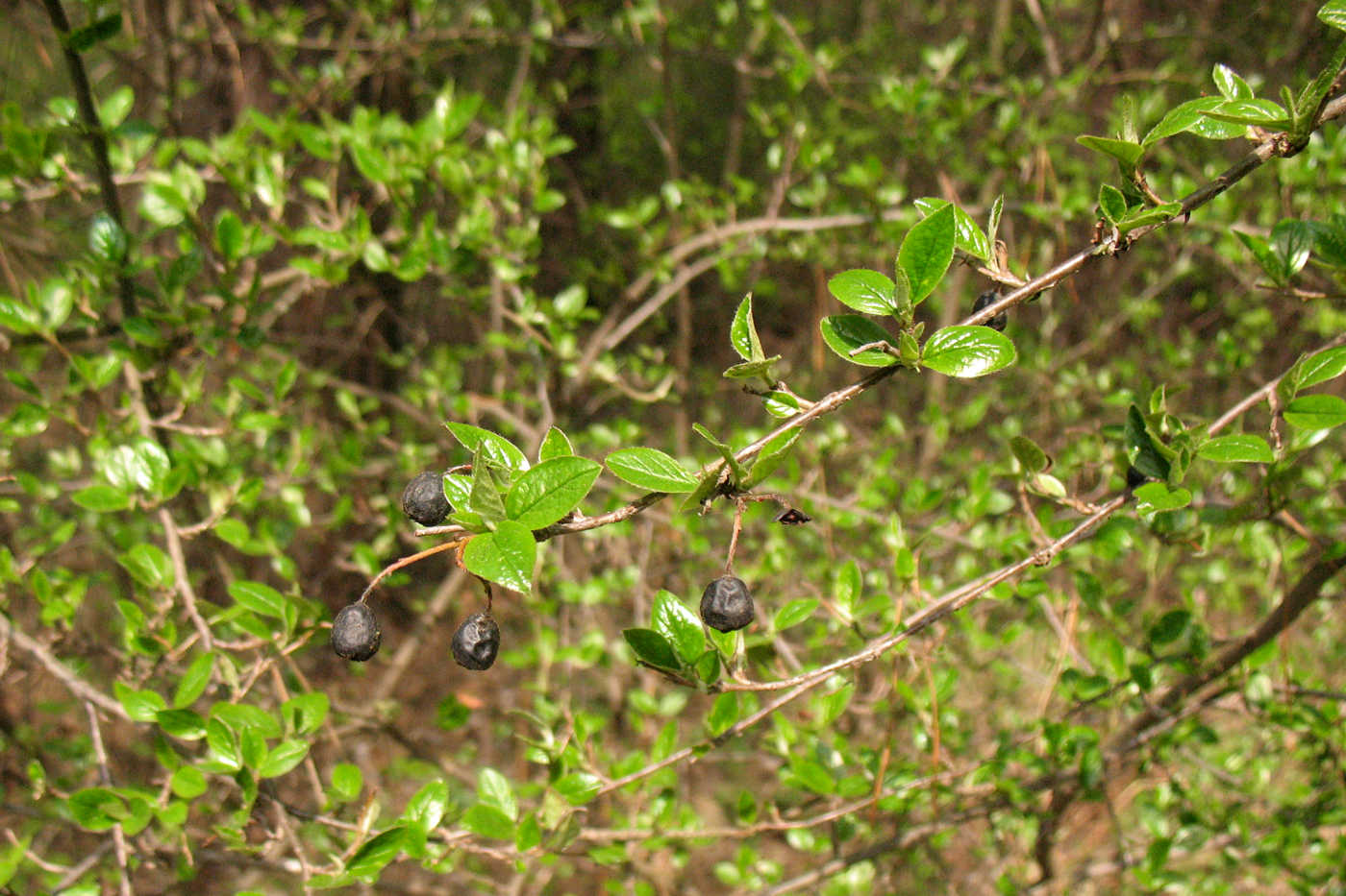 Изображение особи Cotoneaster lucidus.