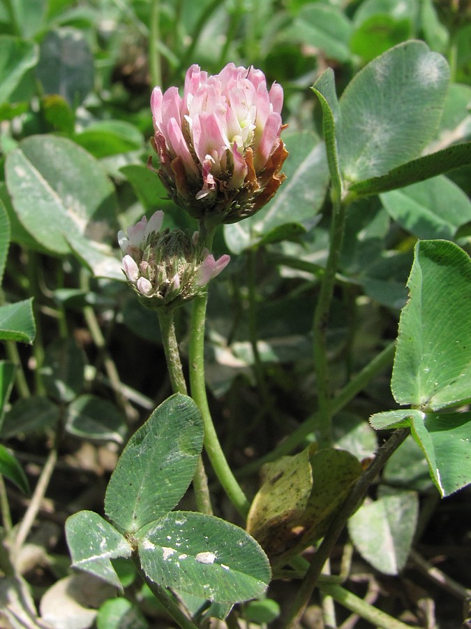 Изображение особи Trifolium bonannii.