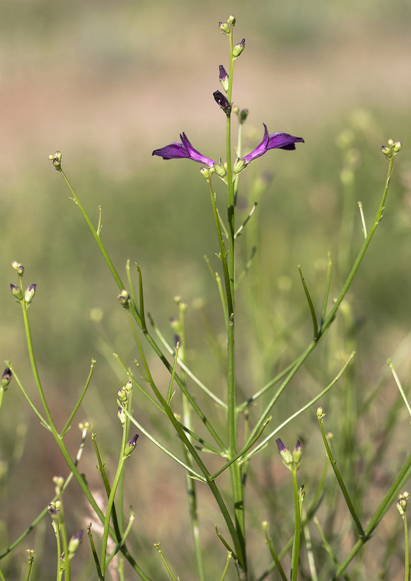 Изображение особи Dodartia orientalis.