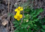 Chelidonium majus. Верхушка побега с цветками, бутонами и формирующимися плодами. Алтай, Улаганский р-н, перевал Кату-Ярык, ≈ 1000 м н.у.м., каменистый сухой склон. 20.06.2019.