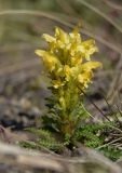 Pedicularis oederi