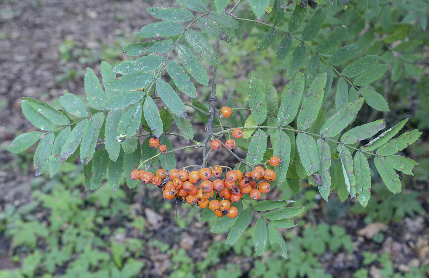 Изображение особи Sorbus &times; arnoldiana.