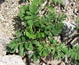 Potentilla semiglabra