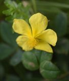 Helianthemum ovatum