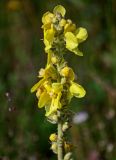 Verbascum gossypinum. Соцветие. Чечня, Итум-Калинский р-н, окр. с. Ведучи, ≈ 1500 м н.у.м., луговой склон. 27.07.2022.