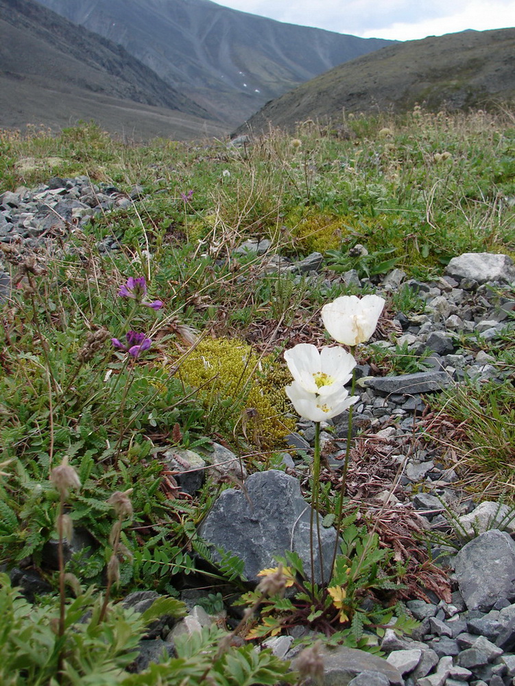 Изображение особи Papaver pseudocanescens ssp. udocanicum.