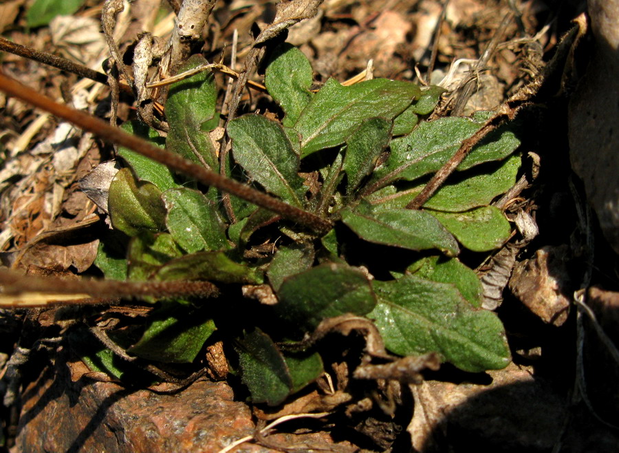 Image of Crepis multicaulis specimen.