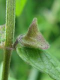 Scutellaria galericulata