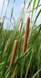 Typha domingensis