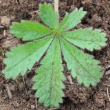 Potentilla humifusa