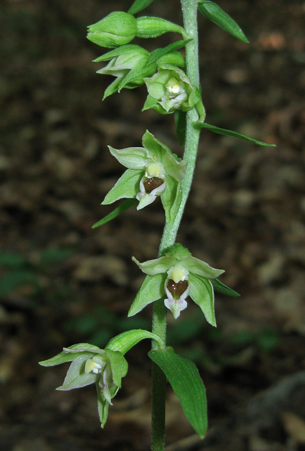 Изображение особи Epipactis muelleri.