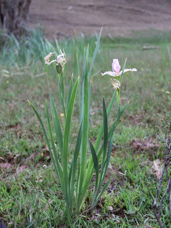 Изображение особи Iris sogdiana.