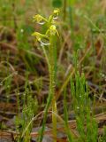 Corallorhiza trifida. Цветущее растение на влажном лугу (обычный вариант окраски цветков). Мурманская обл., Североморский р-н, окр. пос. Росляково. 19.06.2009.