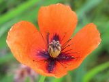 Papaver stevenianum. Цветок. Ростовская обл., Неклиновский р-н, Андреево-Мелентьевское с/п, дол. р. Миус. 20.05.2014.