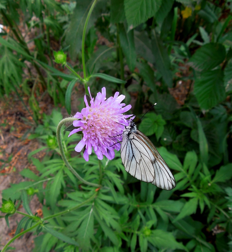 Изображение особи Knautia arvensis.