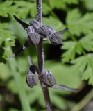 Epipactis atrorubens ssp. subclausa