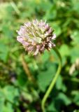 Trifolium fragiferum. Соцветие. Ярославль, ст. Полянки, обочина тропы в полосе отчуждения. 9 августа 2014 г.