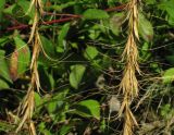 Elymus sibiricus