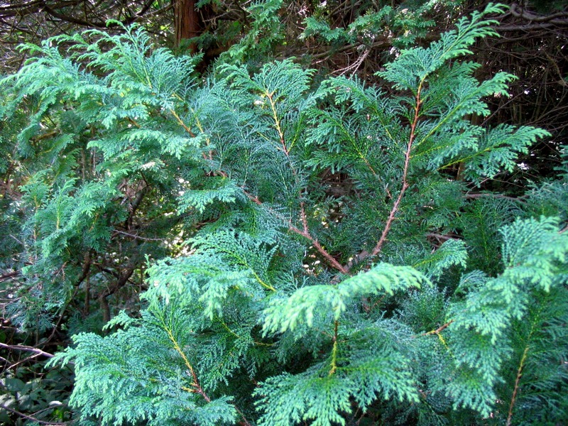 Изображение особи Chamaecyparis pisifera.