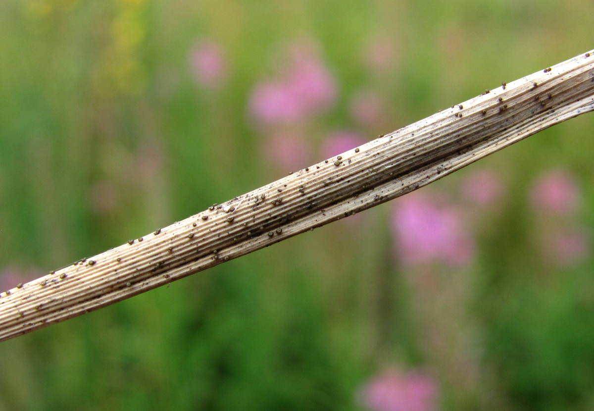 Изображение особи Phleum pratense.