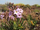 Campylanthus salsoloides. Цветущая ветвь. Испания, Канарские острова, Тенерифе, мыс Тено, заросли суккулентных кустарников на каменистом пляже. 5 марта 2008 г.