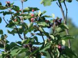 Amelanchier alnifolia. Часть ветви с соплодиями. Иркутская обл., пригород г. Иркутска, садовый участок. 11.08.2008.