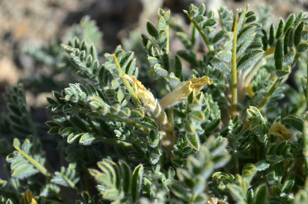 Изображение особи Astragalus lasiosemius.