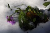 Cardamine quinquefolia