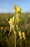 Linaria macroura