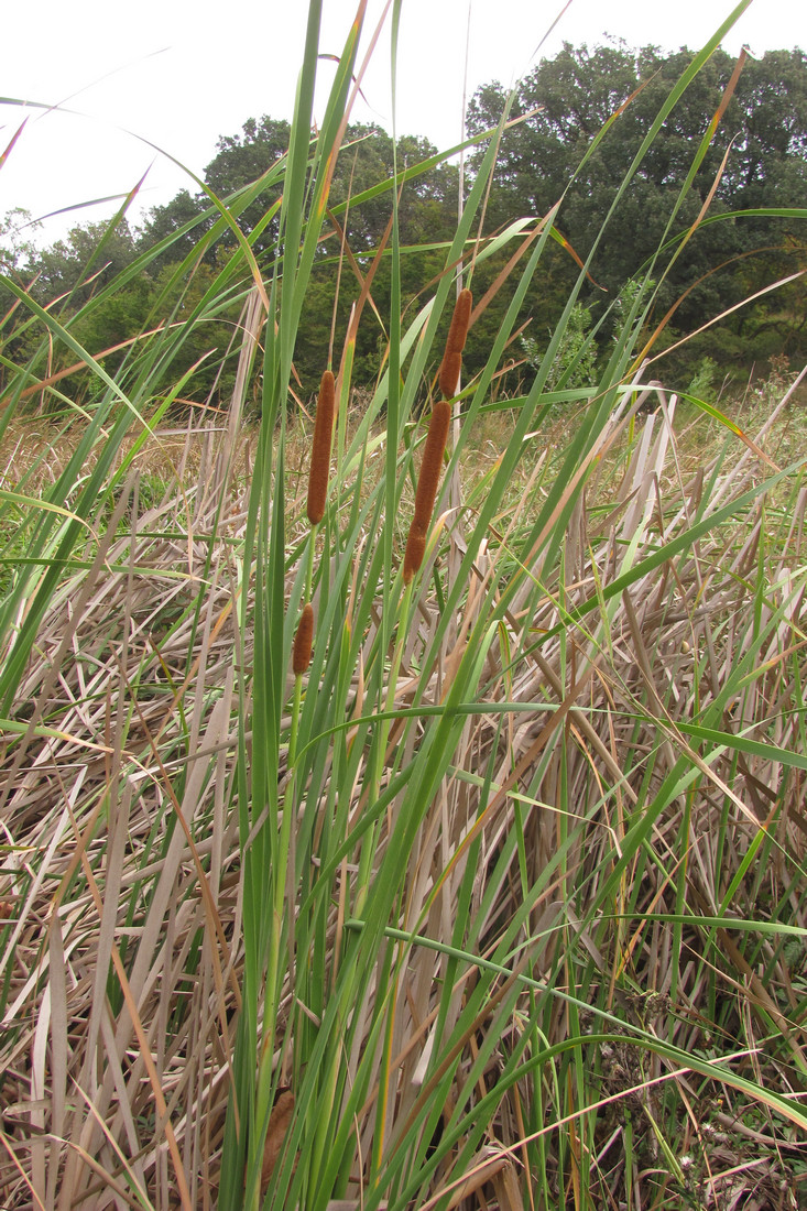 Изображение особи Typha austro-orientalis.