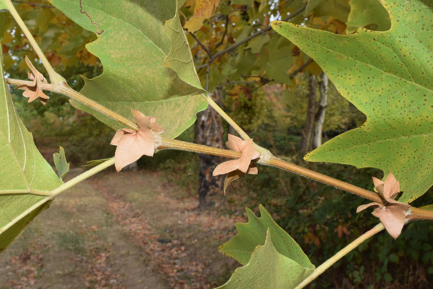 Изображение особи Platanus orientalis.