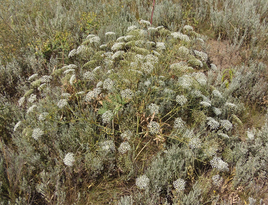 Изображение особи Falcaria vulgaris.