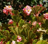 Begonia &times; hortensis