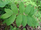 Polygonatum glaberrimum