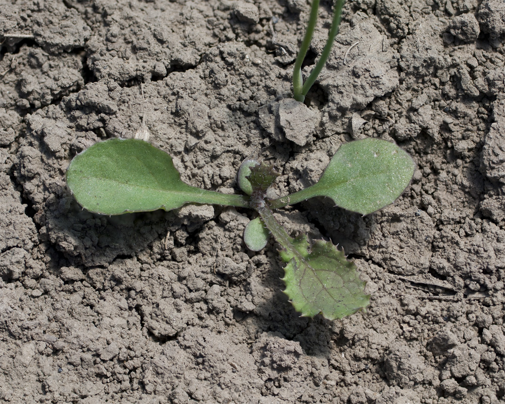 Изображение особи Sonchus oleraceus.