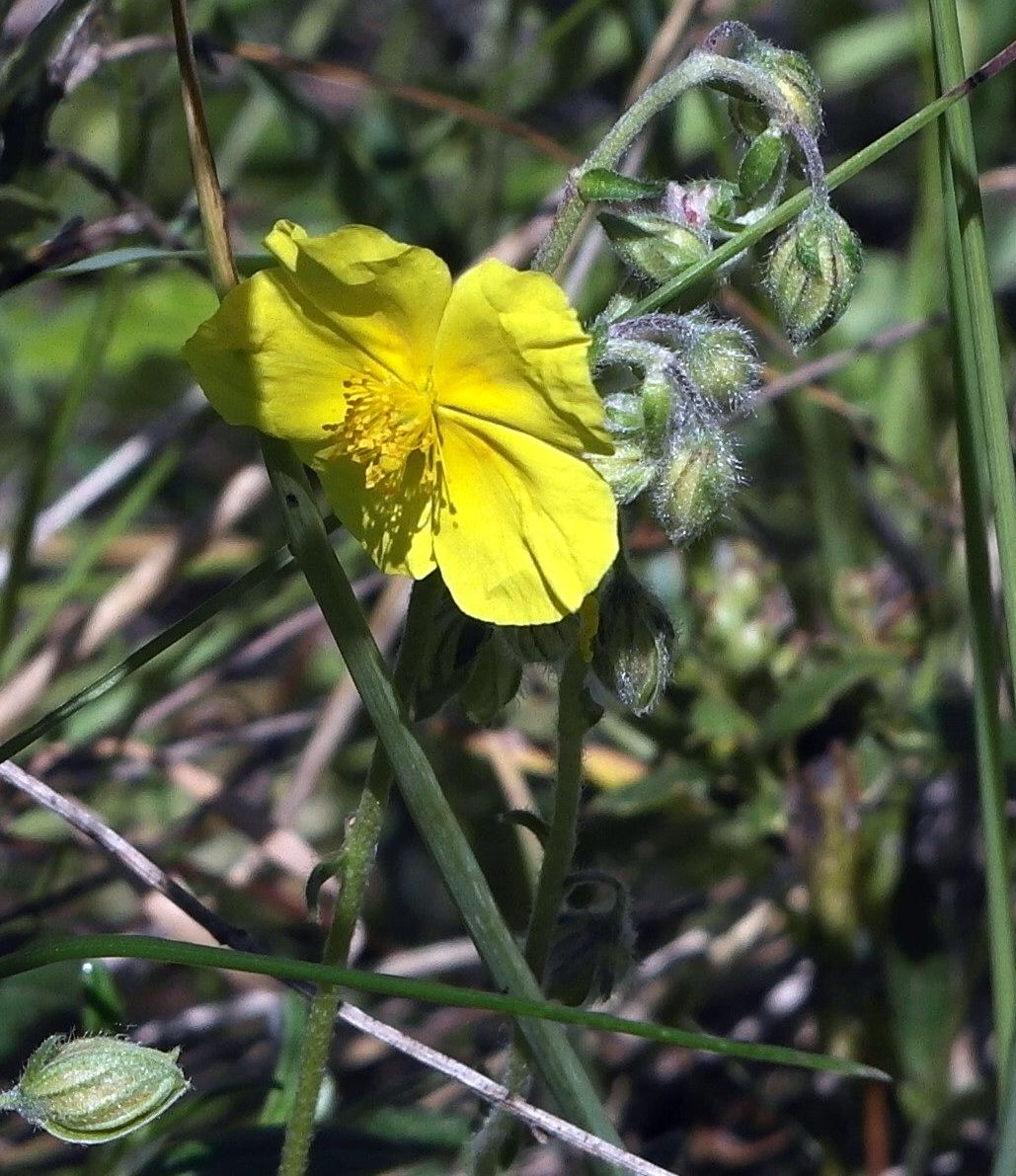 Изображение особи Helianthemum nummularium.