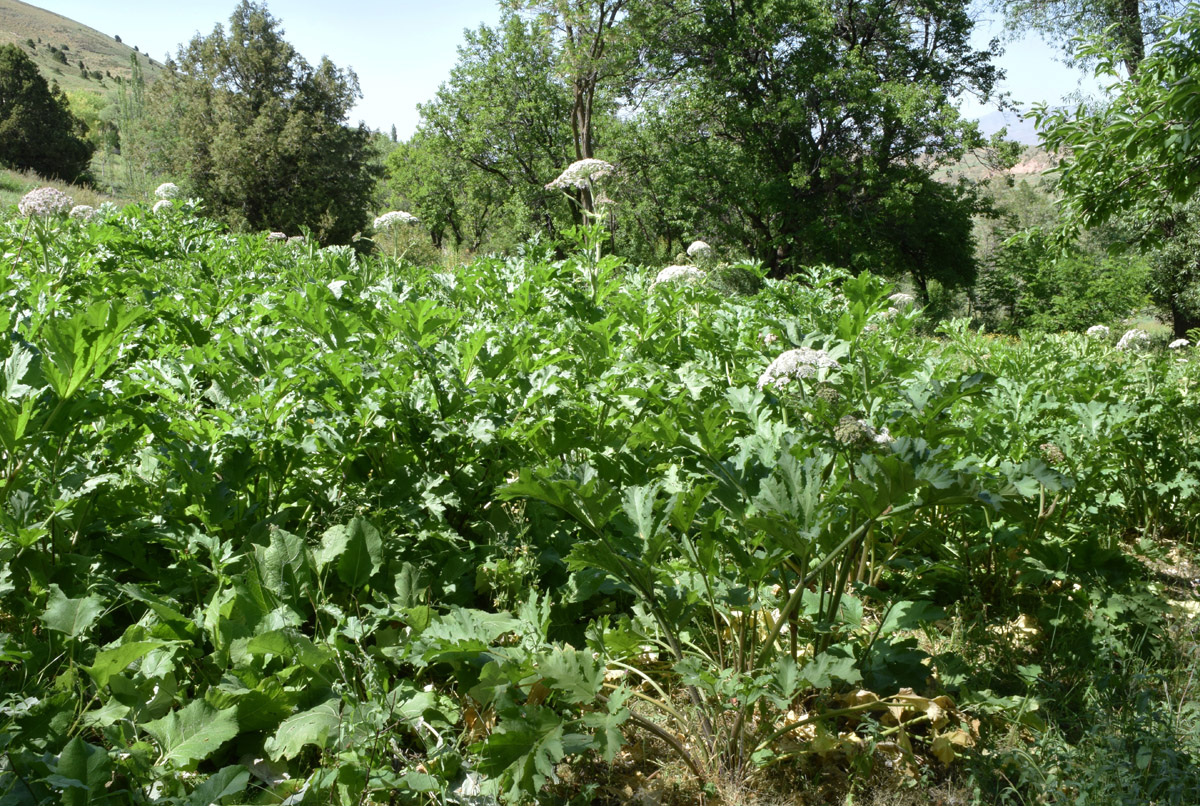 Изображение особи Heracleum lehmannianum.