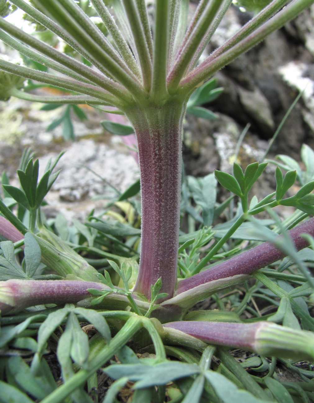 Image of Seseli petraeum specimen.