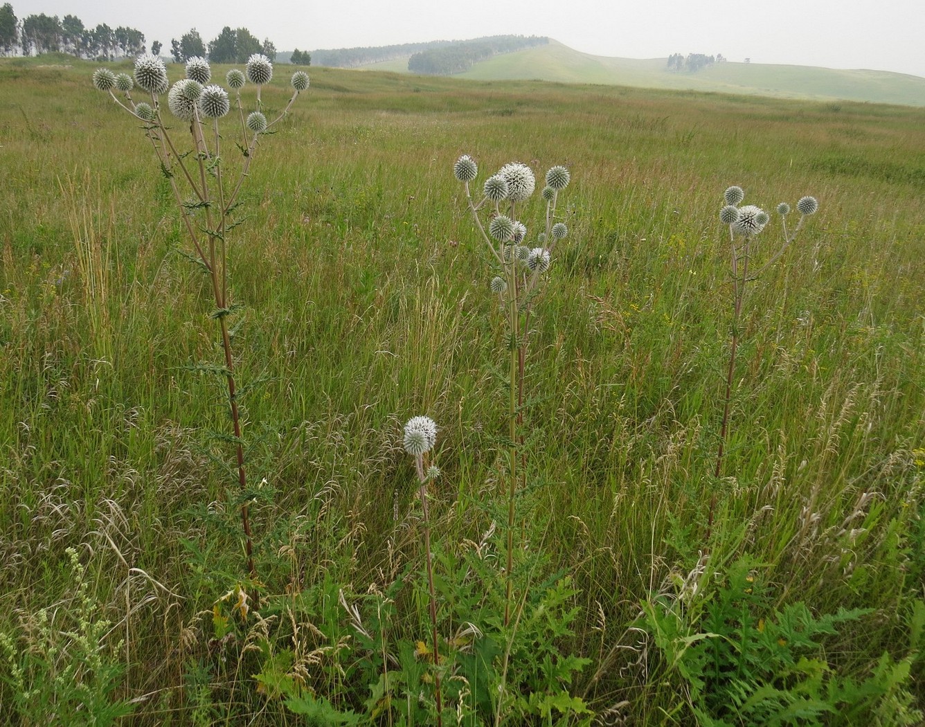 Изображение особи Echinops sphaerocephalus.