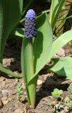 Muscari latifolium. Расцветающее растение. Краснодарский край, г. Усть-Лабинск, в культуре на приусадебном участке. 07.04.2018.