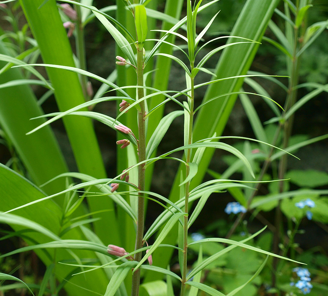 Image of Polygonatum roseum specimen.