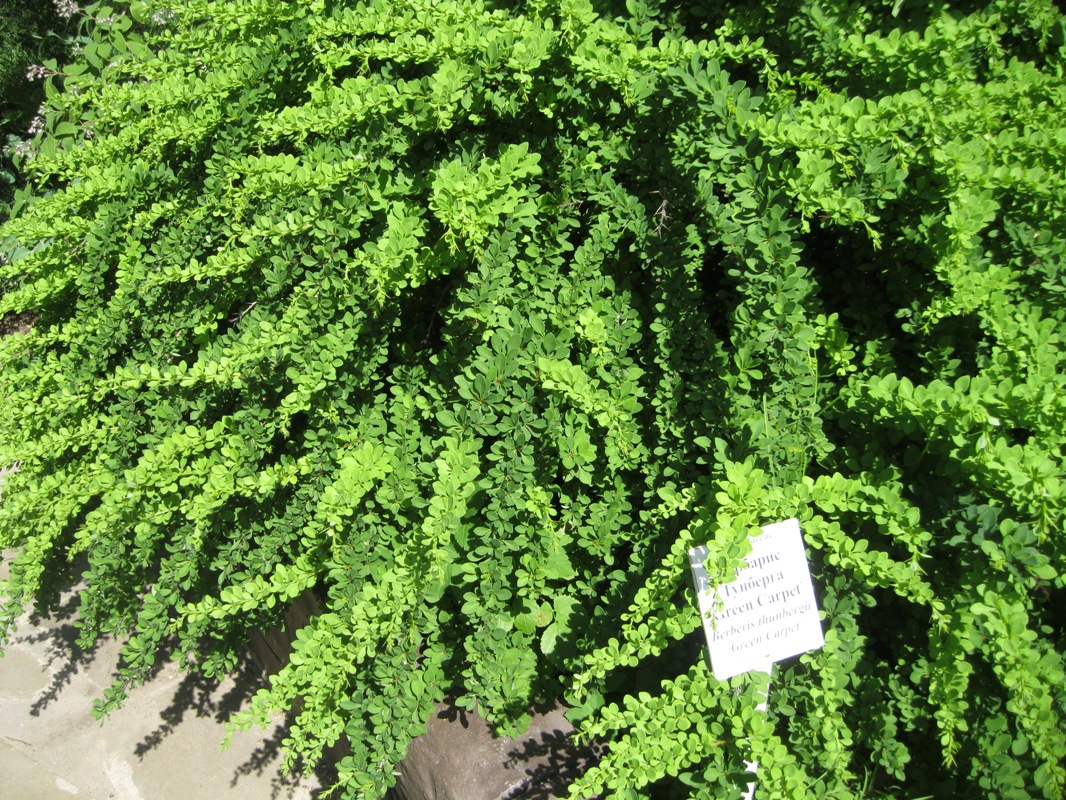 Image of Berberis thunbergii specimen.