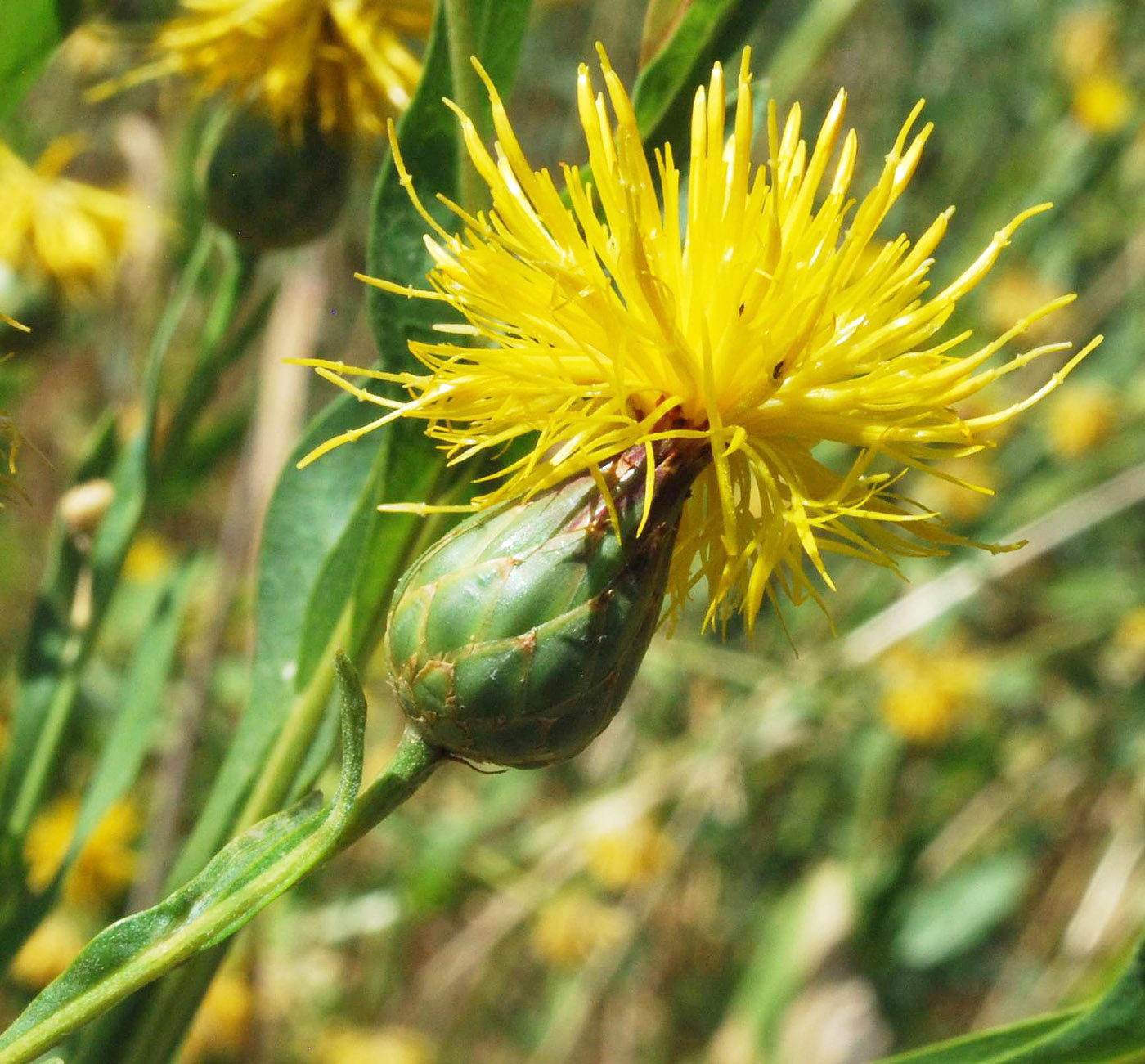 Изображение особи Centaurea behen.