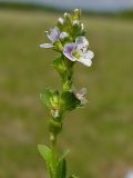 Veronica serpyllifolia. Верхушка соцветия. Чувашия, окр. г. Шумерля, Кумашкинский заказник, Соколова поляна. 17 мая 2008 г.