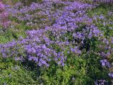 Geranium pratense. Цветущие растения. Магаданская обл., окр. г. Магадан, ост. \"Аммональная\", отвал на антропогенном лугу, который используется для выпаса коров. 18.08.2018.