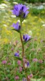 Campanula oblongifolia