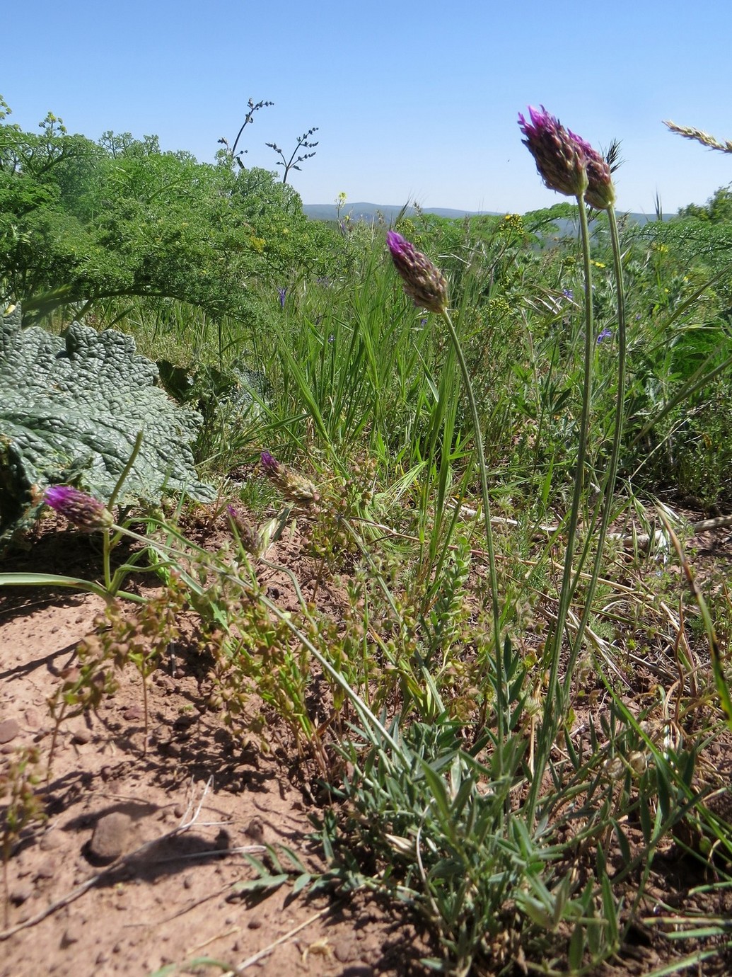 Изображение особи Astragalus stenanthus.