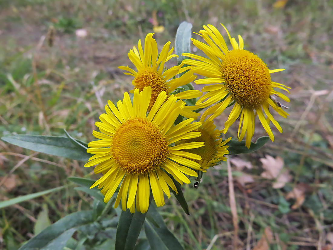 Изображение особи Inula britannica.