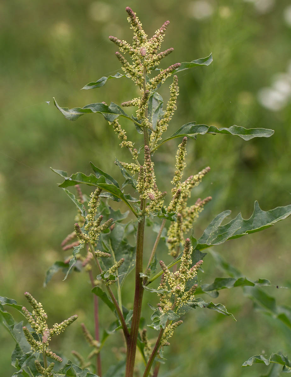 Изображение особи Atriplex tatarica.